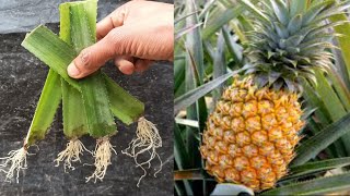 How to grow pineapple by leaves pineapple grow season pineapple propagation [upl. by Sparkie]