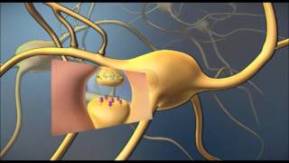 El papel de la serotonina y GABA en la calma [upl. by Nairot107]