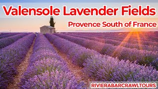 Valensole Lavender Fields in Provence South of France [upl. by Rieth]