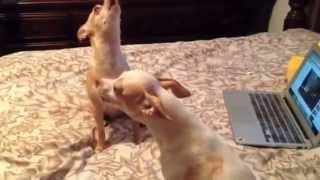 CUTE CHIHUAHUAS HOWLING [upl. by Attevaj]