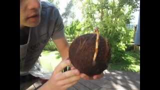 How to Grow a Coconut Palm from a Dehusked Coconut Stepbystep [upl. by Okoyik]