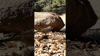 Whitecrowned Sparrow🐦Morning Feast whitecrownedsparrow [upl. by Akym231]