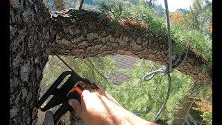 TREE CLIMBING AND BRANCH RIGGING FOR THE AVERAGE MAN [upl. by Airahcaz]