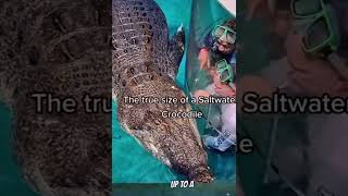 Saltwater crocodile the world largest reptile in captivity [upl. by Mccurdy]