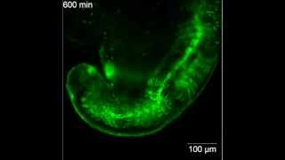 ZEISS Lightsheet Z1 Zebrafish embryo muscle development 4 [upl. by Remmos271]