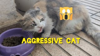 aggressive cat😡chat agressif viral cat trending [upl. by Nilved]