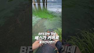 배스낚시 BFS장비인데 배스가 커버로 들어 간다면 배스낚시 루어낚시 배스 루어 bassfishing lurefishing fishing bass lure [upl. by Hurd]