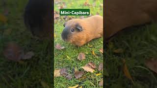 cochondinde mignons capibara animauxmignons animals animauxdomestiques 🥰🍂 [upl. by Lewison]