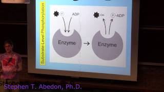 SubstrateLevel Phosphorylation [upl. by Jarrid]