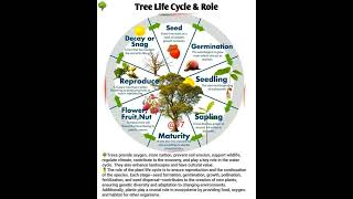 Tree life cycle amprole [upl. by Hastings]