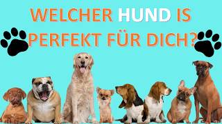 WELCHER HUND Hunderasse IS PERFEKT FÜR DICH  Teste es jetzt [upl. by Erlinna]