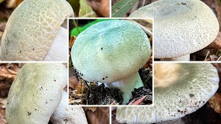 Grüngefelderter Täubling FelderTäubling Gefelderter Grüntäubling Russula virescens [upl. by Per]