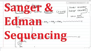 13 Protein Sequencing Step 3  Sanger amp Edman Sequencing  Determination of N terminal Amino acid [upl. by Anitnas]