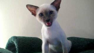 Talking Siamese Kitten [upl. by Alfonso861]