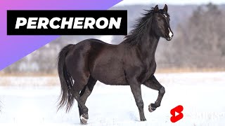 Percheron Horse 🐴 One Of The Most Beautiful Horses In The World shorts [upl. by Caresse41]