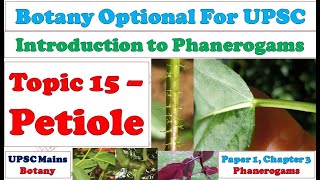 Petiole  Shape Size Structure Types Modifications Example Function Importance Part of Leaf [upl. by Oremar]