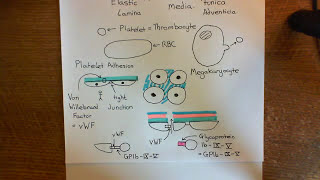 Thrombosis and Antithrombotic Drugs Part 3 [upl. by Flodnar486]