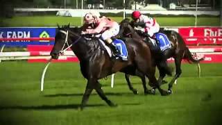 Black Caviar All 25 Wins [upl. by Anotal]