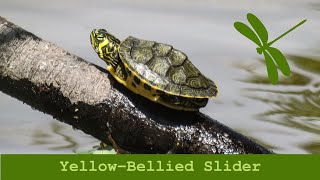 Yellow Bellied Slider [upl. by Drake245]