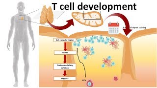 T cell development in the Thymus [upl. by Ahsatal]