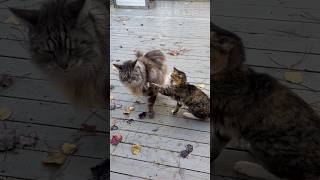 Bossy 25 Year Old Cat catsdailylife mainecooncapers [upl. by Eidurt22]