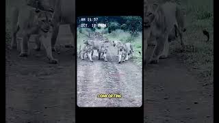 Poor lion cub and lion king revenge wildanimals lion animal youtubeshorts [upl. by Henson]