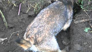 Ratting with Border Terrier [upl. by Rats]