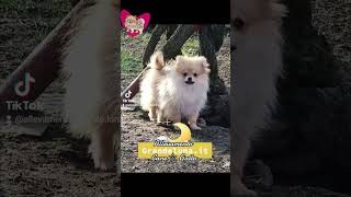 Spitz di Pomerania cuccioli Volpino tedesco Milano Crema Bergamo Lodi Piacenza [upl. by Roanna]