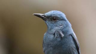 Blue Rock Thrush male calls [upl. by Ahsyen]