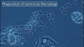 Macrophage eat bacteria under the microscope [upl. by Wallas]