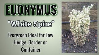 How To Grow Euonymus quotWhite Spirequot Advice You Need To Know [upl. by Afital]