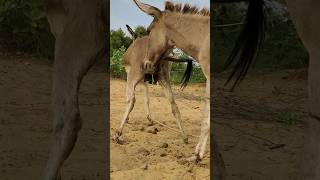 Donkeys big sade water animals shortfeed youtubeshort janwar trendingshorts shorts pets [upl. by Ralli]