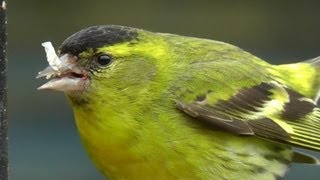 Siskin  Siskins Male and Female on My Bird Feeder [upl. by Latoya]