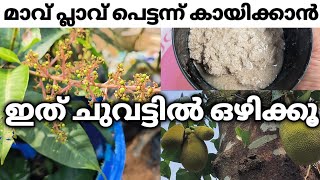 ഇത് ഒഴിച്ചാൽ മതി മാവ് പ്ലാവ് എല്ലാം കായിക്കാനും പൂക്കാനും l Groundnut fertiliser for all plants [upl. by Lenra]