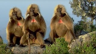 Defending a Monkey Harem  Clever Monkeys  BBC Earth [upl. by Ennasus]