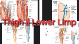 Femoral NerveArteryVein Profunda femoris Artery  Saphenous Nerve  Lower Limp [upl. by Ahsiner]