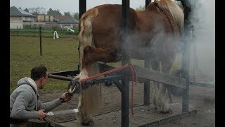 Hot shoeing a draft horse is a tough job Watch the whole technique in detail [upl. by Llednik]