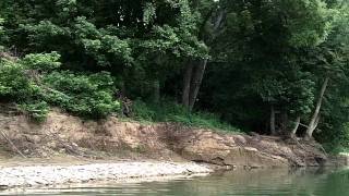 Fishing the Whitewater River in Brookville Indiana [upl. by Nissy]