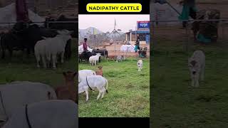 Nadipathy cow below 2 feet height cute life village farm trending youtube tiktok yt reel [upl. by Enylrac]