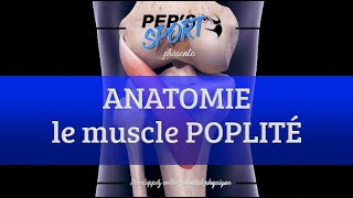 Anatomie  le muscle Poplité [upl. by Mcallister920]