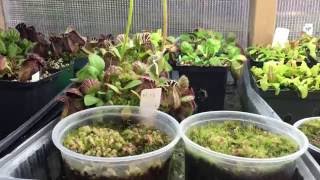 HOW I GREW MY CEPHALOTUS FROM SEED TIPS FOR GERMINATION 1080p [upl. by Plath561]