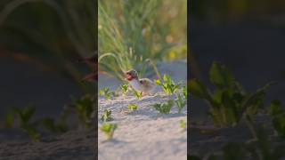 Family Sterna hirundo baby birds [upl. by Sanjay566]