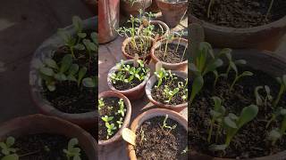 How to save seedlings from birds [upl. by Nilecoj]