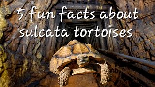 5 surprising facts about the sulcata tortoise 🐢 [upl. by Liahcim]