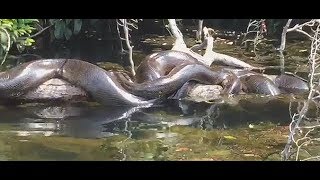 SUCURI CRUZANDO VÍDEO RARO DE COBRAS NA AMAZÔNIA [upl. by Nonrev]