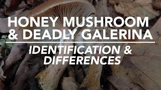 Honey Mushroom amp Deadly Galerina  Identification and Differences with Adam Haritan [upl. by Nuahs]