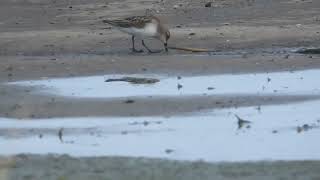 Semipalmated Sandpiper grijze strandloper Zijpe the Netherlands 23rd of September 2023 [upl. by Klina]