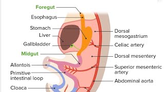 Development of Gut Model Part 05  2nd Year MBBS OSPE [upl. by Erlond]