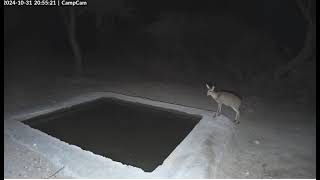 Dik Dik The Smallest Antelope Stop For A Drink [upl. by East]