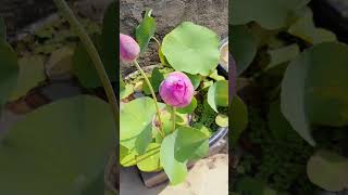 buchalotus youtube roofgarden plants plantlover watergarden [upl. by Enimrac]